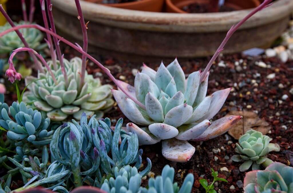 Succulent Growing Long Stem 