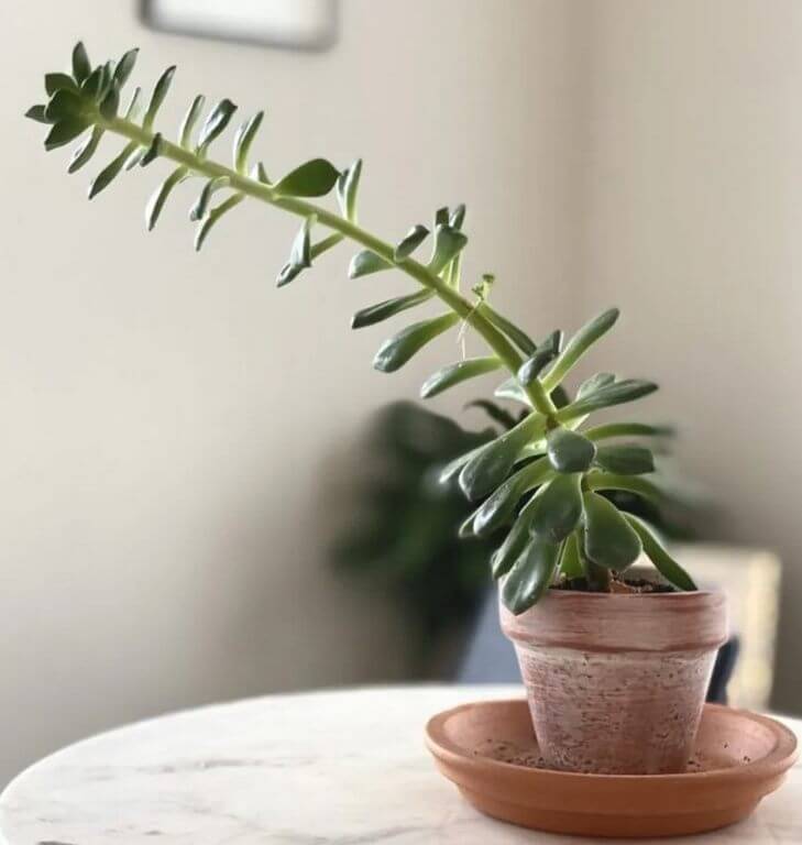 Succulent Growing Long Stem 