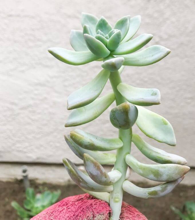 Succulent Growing Long Stem 