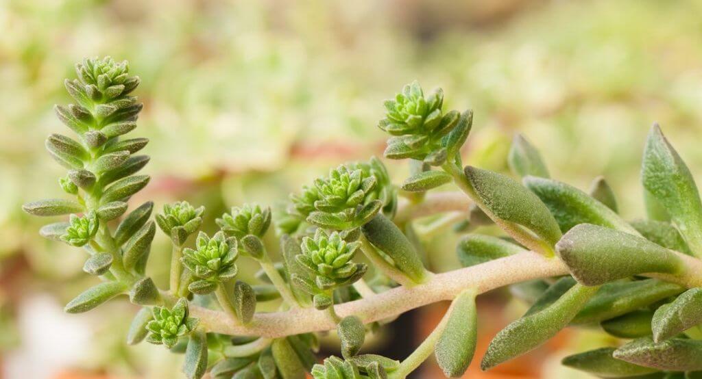 Succulent Growing Long Stem 