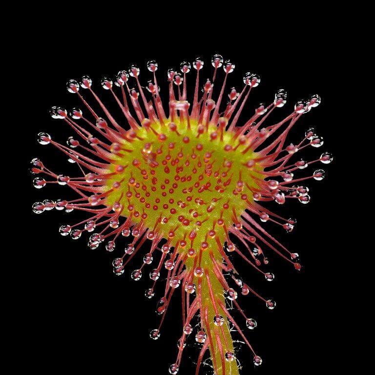 drosera sundew plant 1