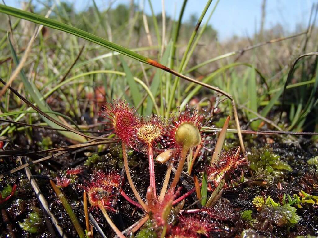 drosera sundew plant 2