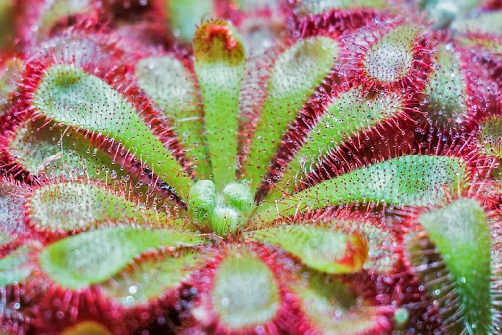 drosera sundew plant