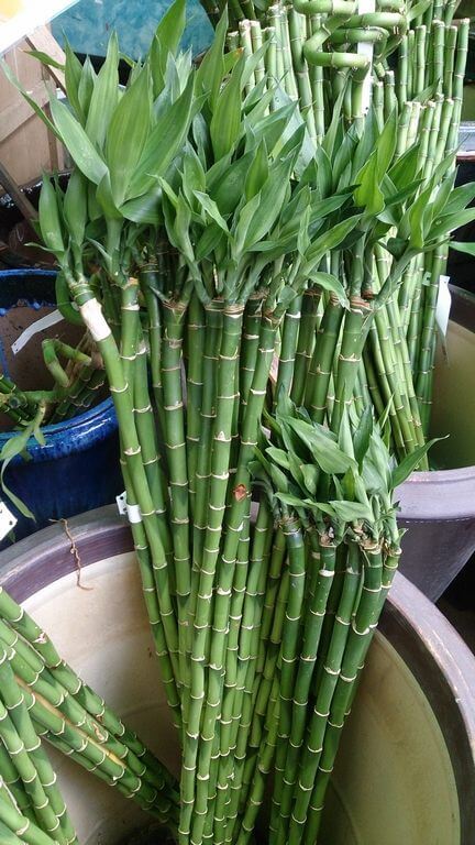 lucky bamboo care