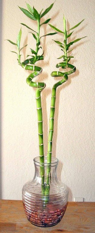 lucky bamboo plants care propagation