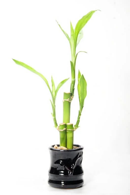 lucky bamboo turning yellow
