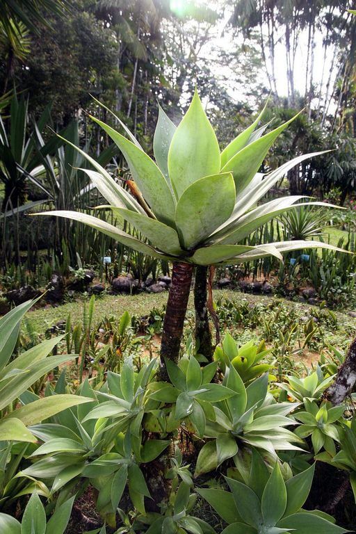Agave_attenuata Tall Succulent Plants