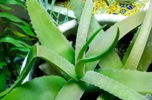 Droopy Succulent Leaves