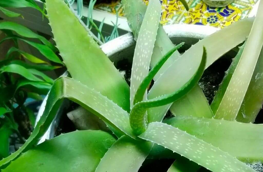 Droopy Succulent Leaves