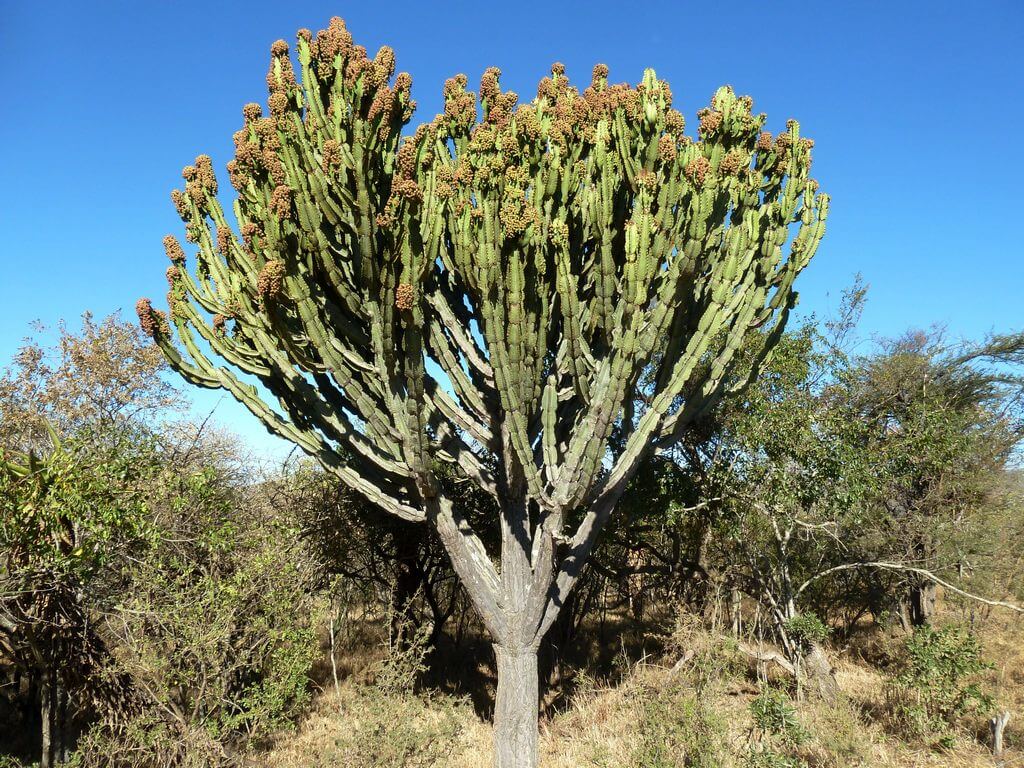 Euphorbia ingens Tall Succulent Plants