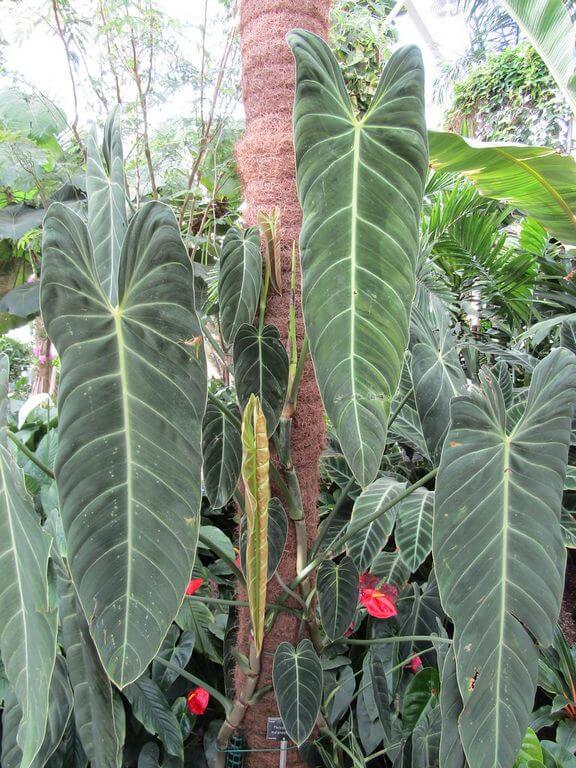 Philodendron Melanochrysum