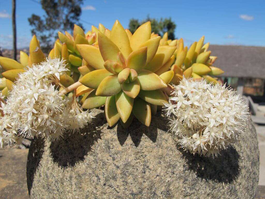 Sedum nussbaumerianum Madagascar