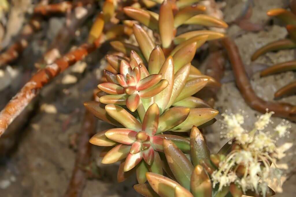 Sedum nussbaumerianum