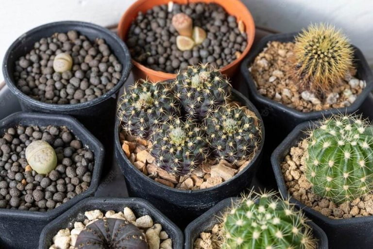 Small Cactus Plants (Mini Cactus) The Complete Guide