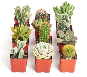 Small Cactus types