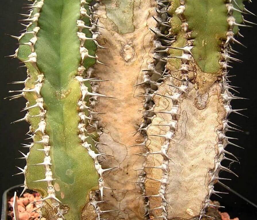 Cactus Corking: What Is It, How To Identify And What To Do  