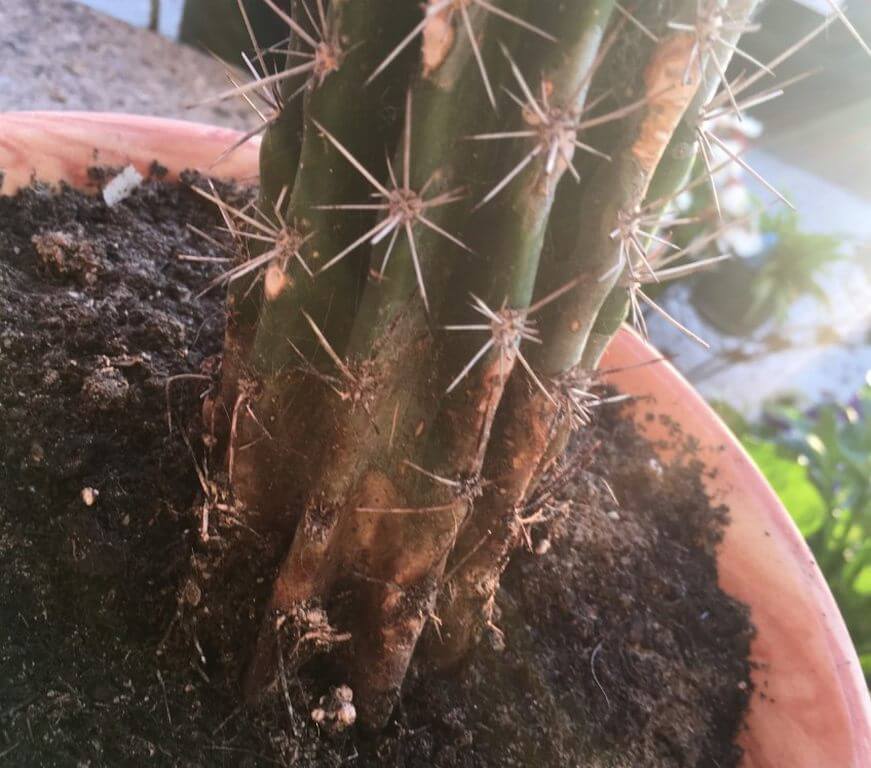 cactus plant corking 4