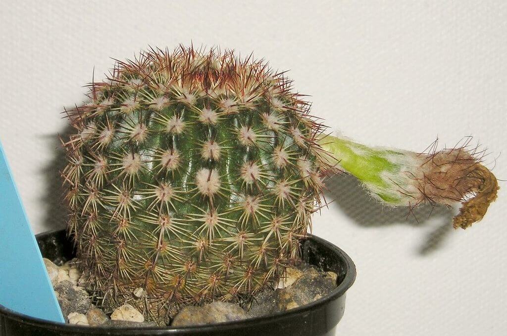 cactus corking care