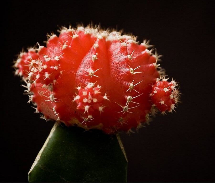 cactus in small pots moon cactus