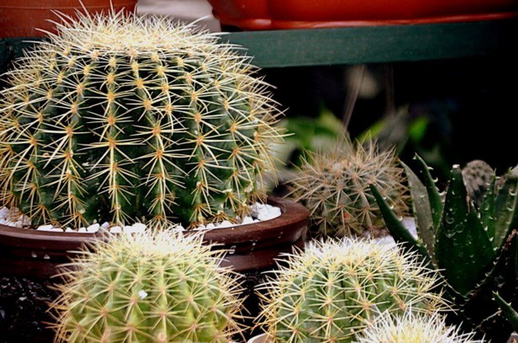 how often to water cactus 4