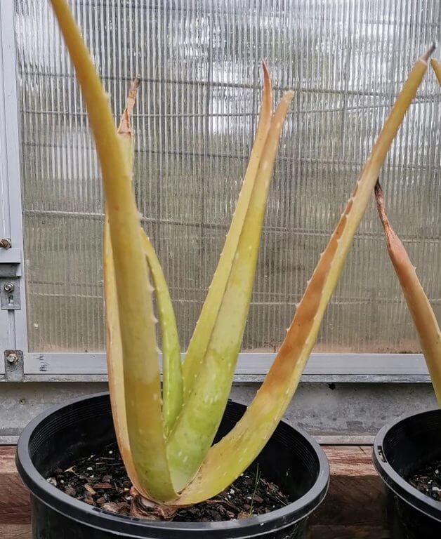 How To Save An Aloe Plant 10 Problems And How To Rescue 1878