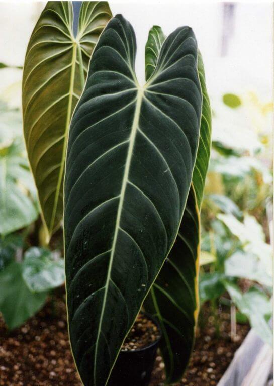 melanochrysum philodendron