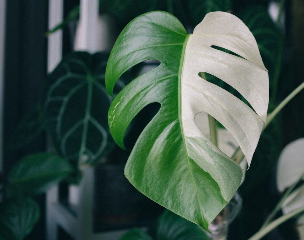 Ultimate Care Guide of Monstera Albo 'Deliciosa Variegata'