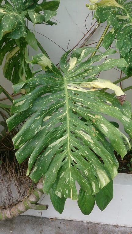 monstera standleyana albo