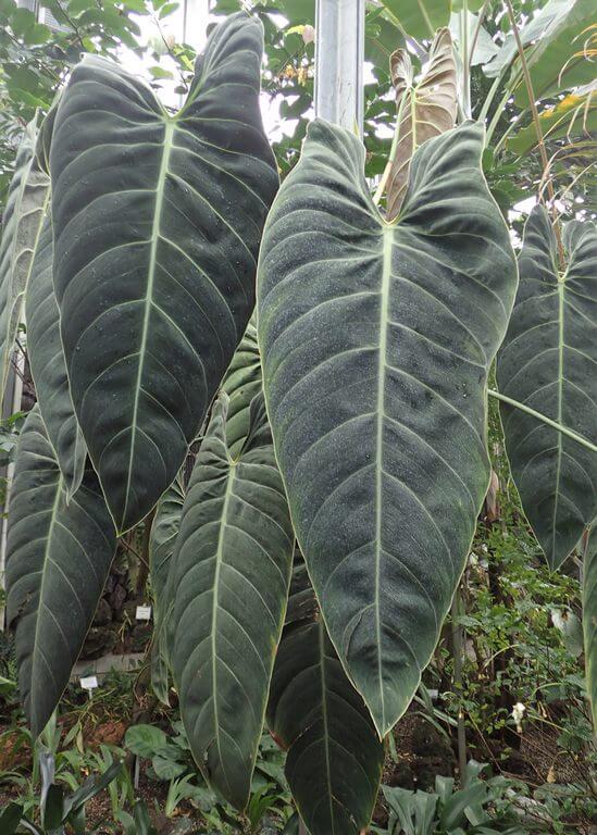 philodendron melanochrysum care