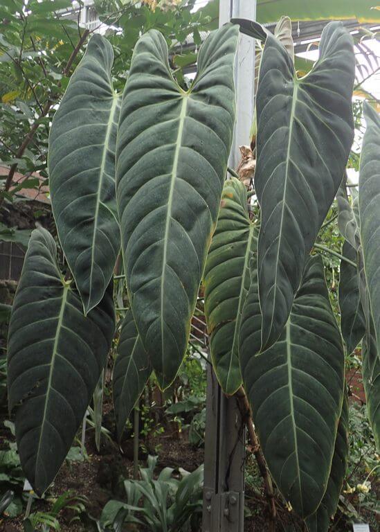 philodendron melanochrysum vs micans