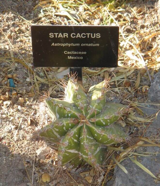 small cactus plant Star Cactus
