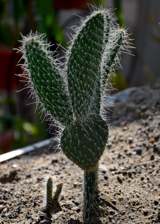 small cactus plants bunny ears cactus