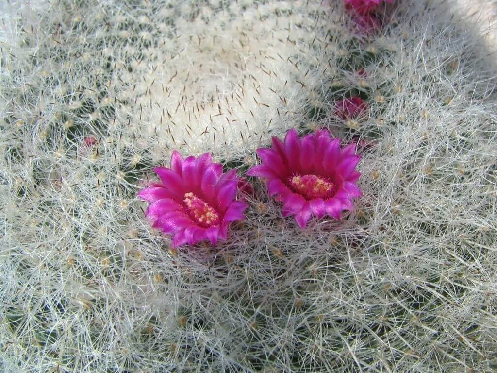 small cactus types Old Lady Cactus