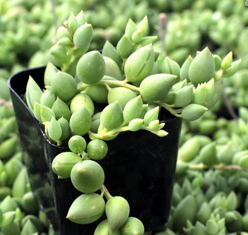 string of tears plant