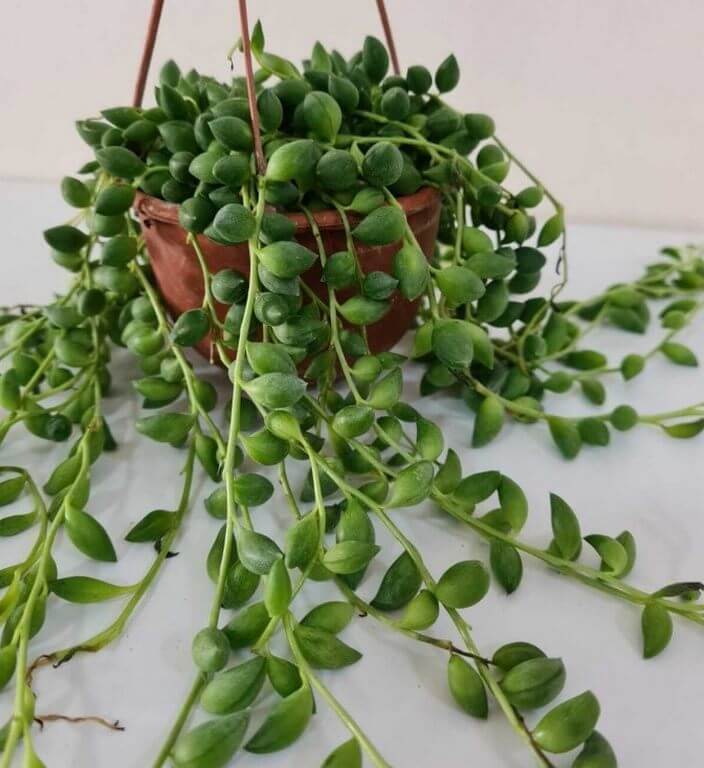 string of tears vs string of pearls