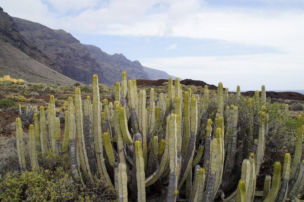 Poisonous Cactus Canary Islands (Euphorbia Canariensis) Cactus