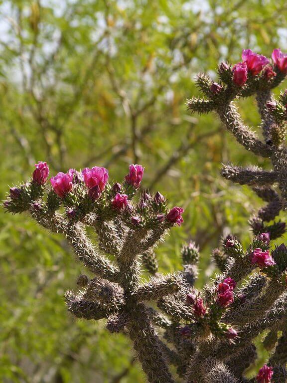 Poisonous Cactus Cholla cactus