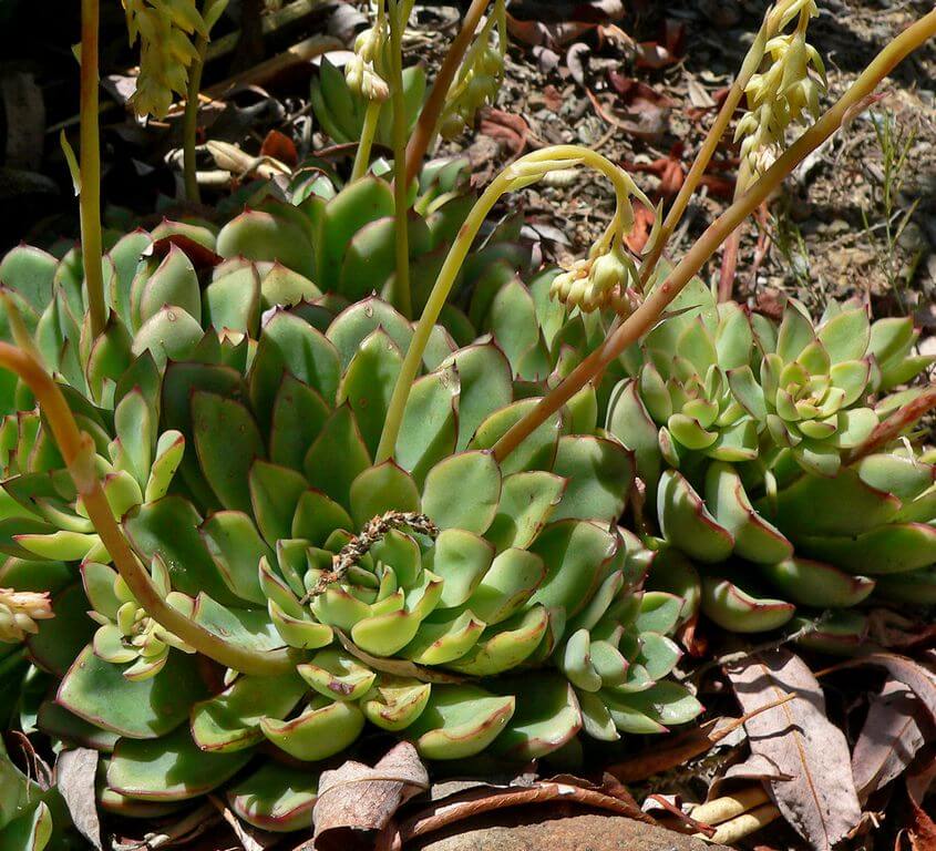 Echeveria pulidonis 1