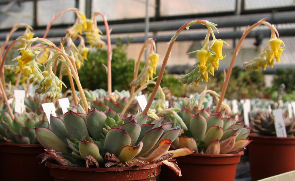 Echeveria pulidonis 2