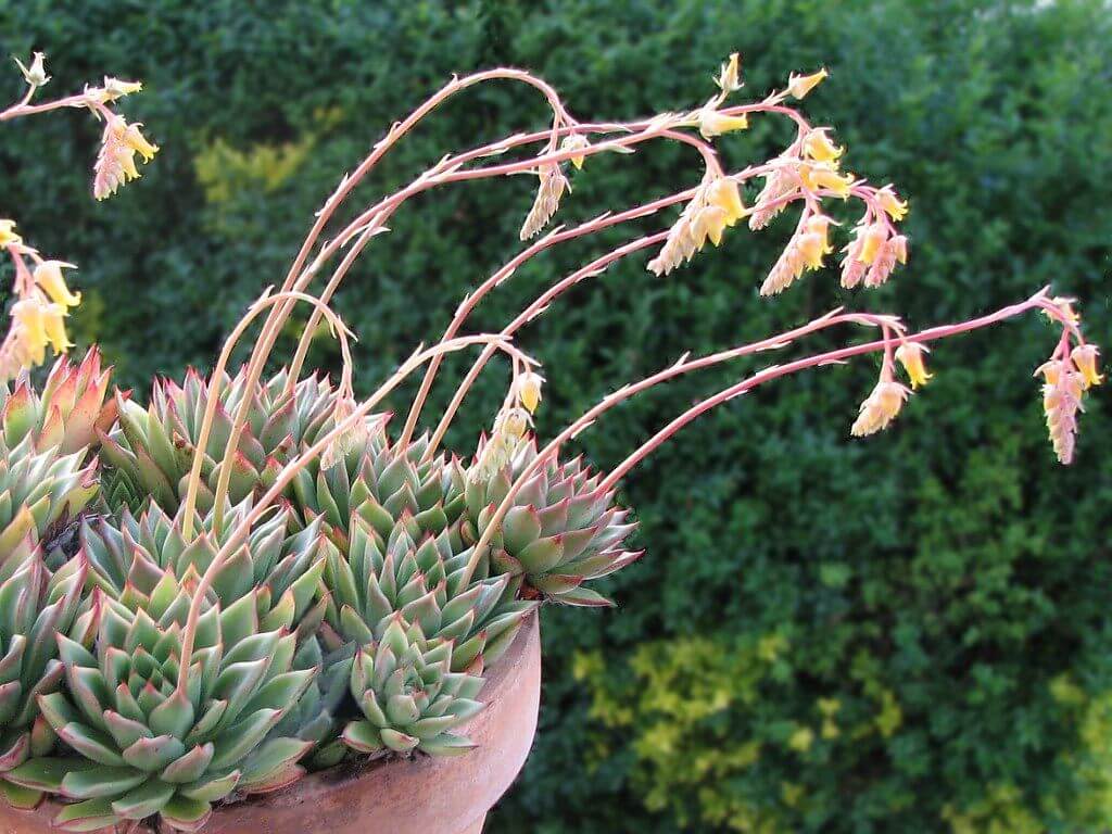 Echeveria pulidonis care