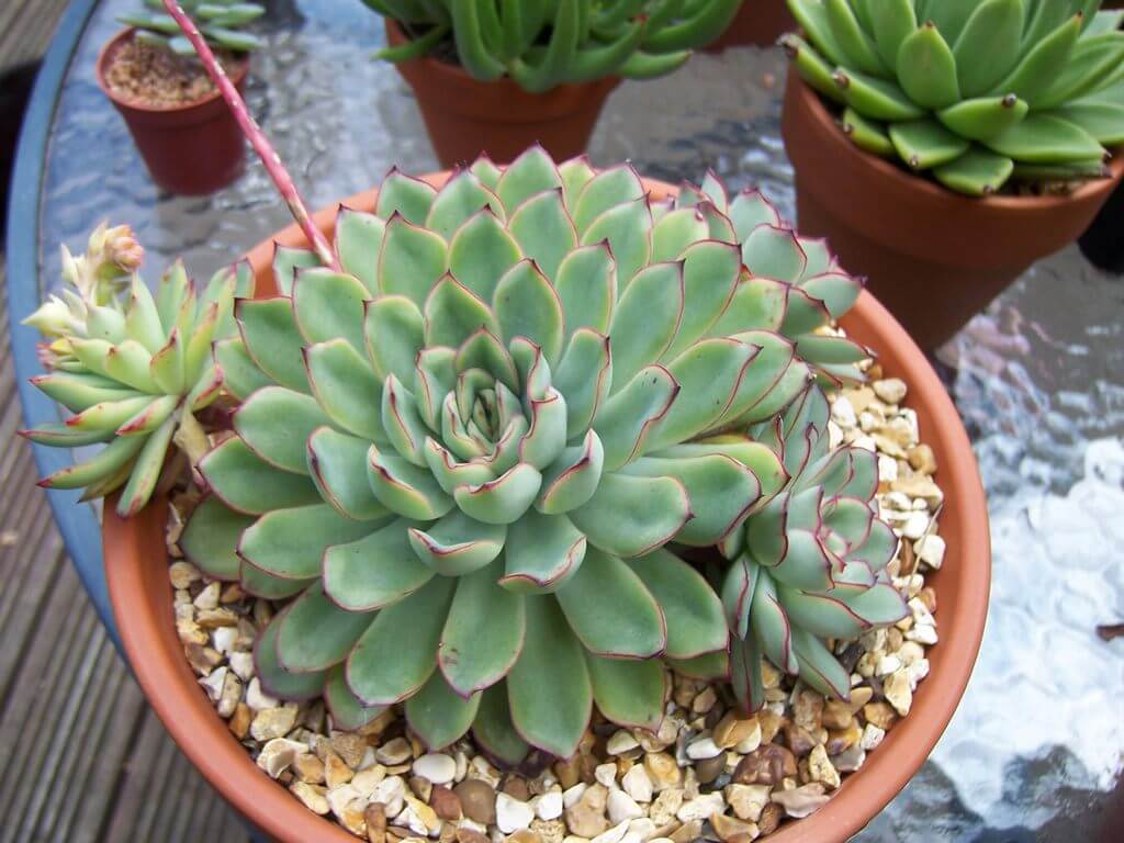 Echeveria pulidonis