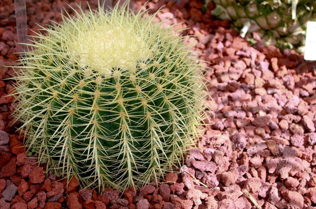 Poisonous Cactus Golden Barrel Cactus Echinocactus grusonii