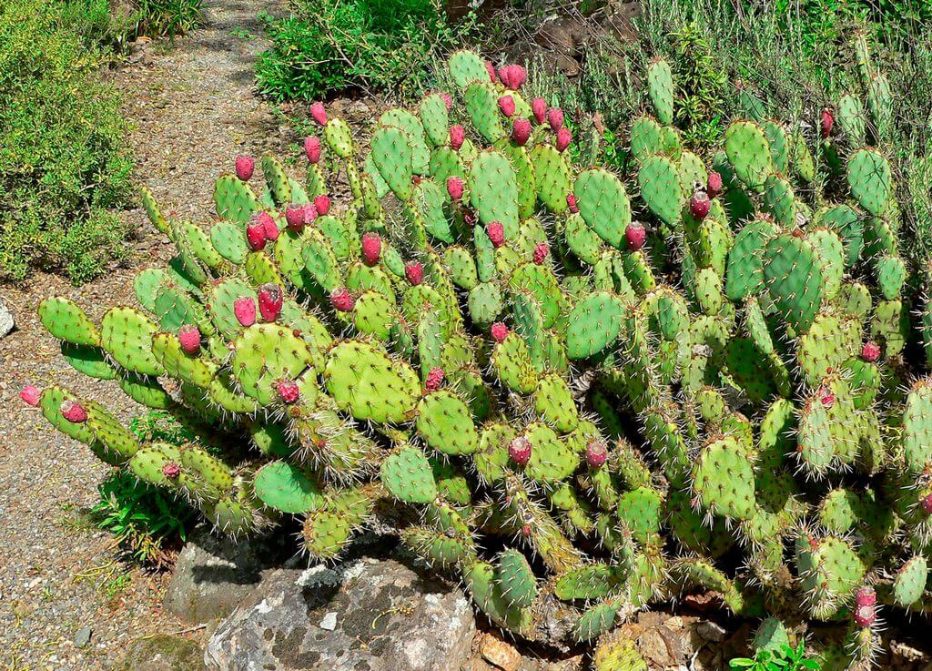 Poisonous Cactus Prickly Pear cactus