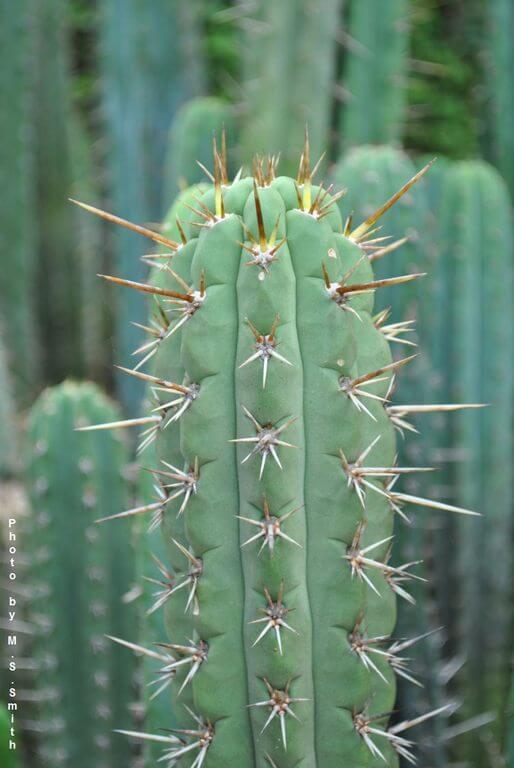 Poisonous Cactus The Peruvian Torch (Echinopsis Peruviana) Cactus
