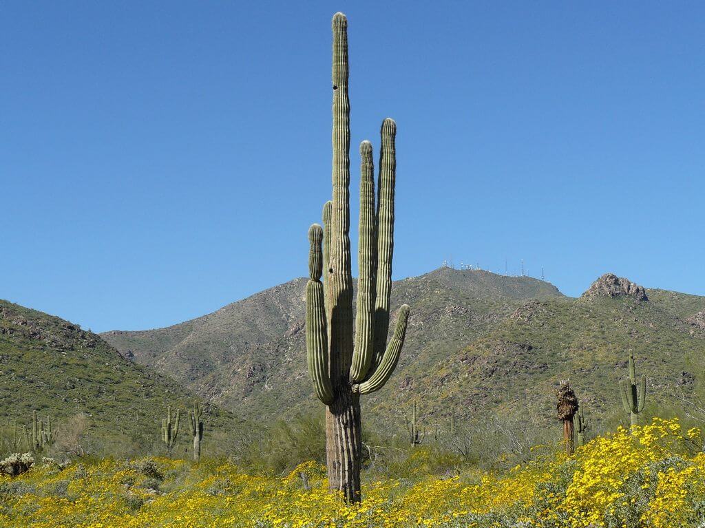 Poisonous Cactus The Saguaro (Carnegiea gigantea) Cactus