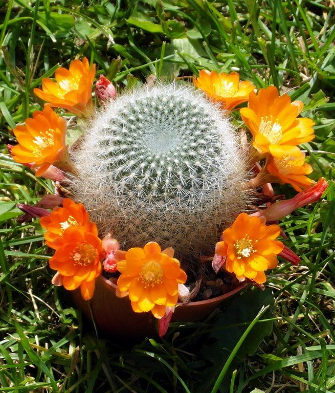 Crown Cactus (Rebutia fiebrigii)