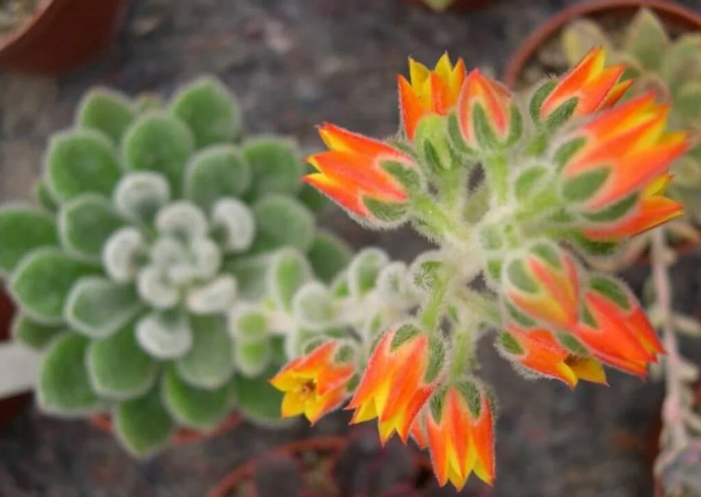 Echeveria ‘Doris Taylor’ orange flower