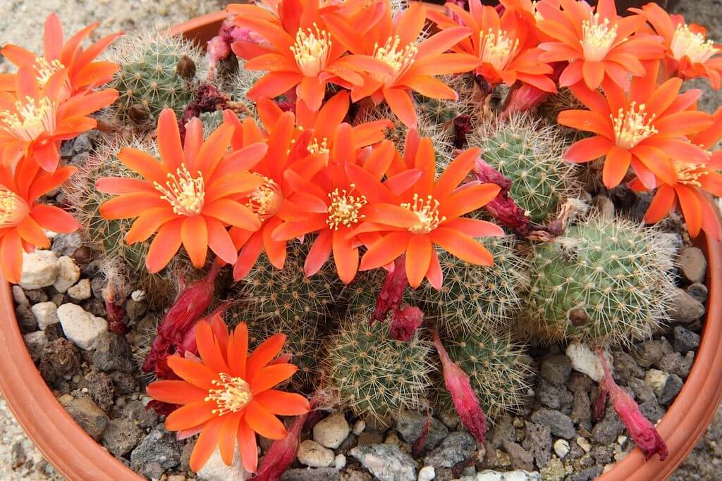 Orange Crown Cactus (Rebutia fiebrigii)