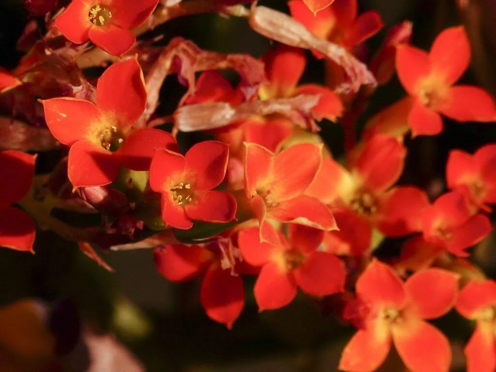 Orange Flaming Katy (Kalanchoe blossfeldiana “Orange”)