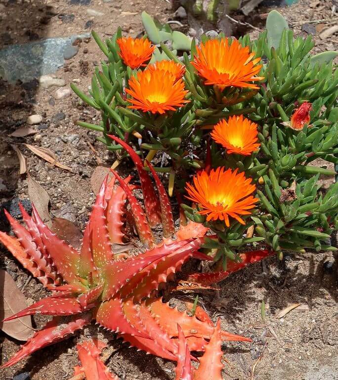 Orange Ice Plant (Lampranthus aurantiacus)